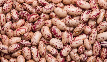 Bushveld Sugar Beans